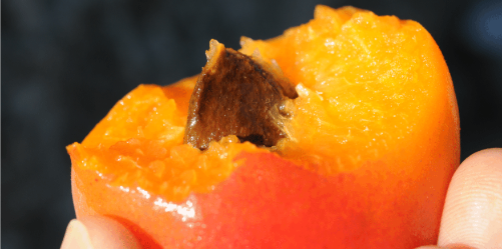 Abricots de la ferme de la Batie